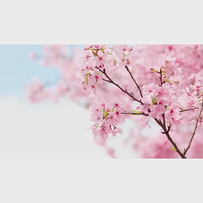 Skincare Set 4 Piece Kit Cleanser